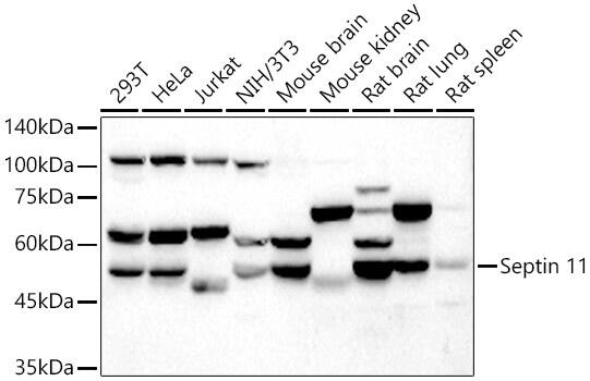 Septin-11 Antibody