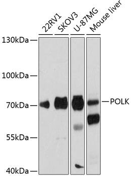 DNA Polymerase Kappa Antibody