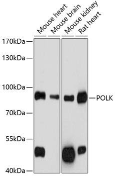 DNA Polymerase Kappa Antibody