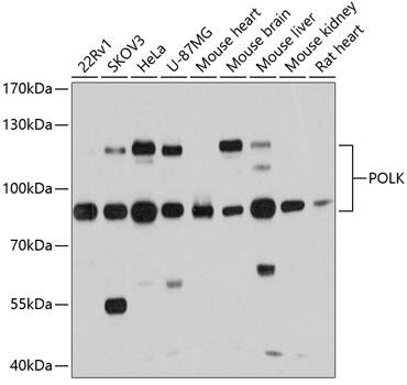 DNA Polymerase Kappa Antibody