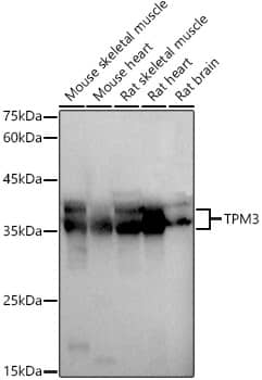 tropomyosin-3 Antibody