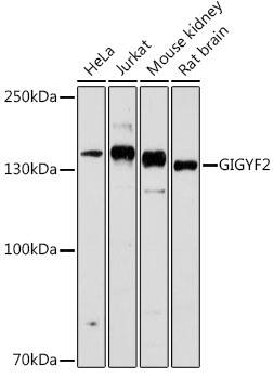 PERQ2 Antibody