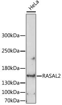 RASAL2 Antibody