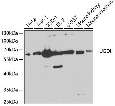 UDP glucose dehydrogenase Antibody