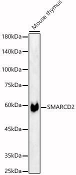 SMARCD2 Antibody