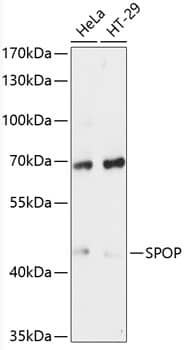 SPOP Antibody