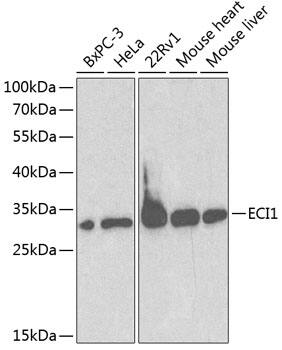 DCI Antibody