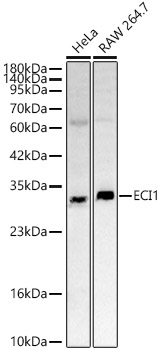 DCI Antibody