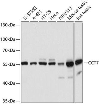 TCP1-eta Antibody