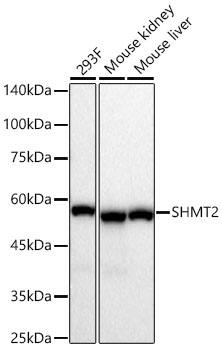 SHMT2 Antibody