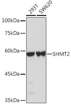 SHMT2 Antibody