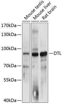 CDT2 Antibody