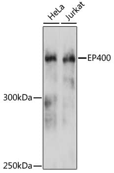 p400 Antibody