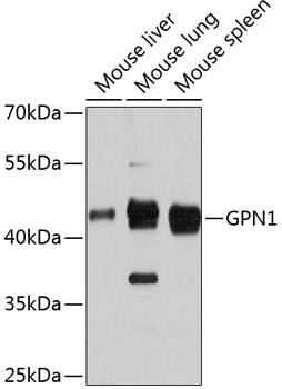 XAB1 Antibody