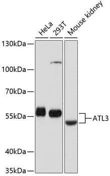 Atlastin-3 Antibody