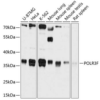 POLR3F Antibody