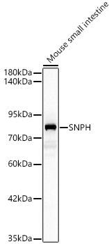 Syntaphilin Antibody