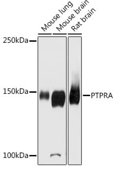 PTP alpha/PTPRA Antibody