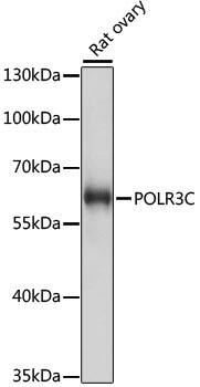 RPC62 Antibody