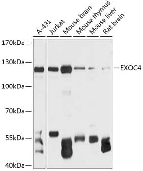 Sec8 Antibody