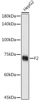 Prothrombin Antibody