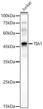 TIA1 Antibody