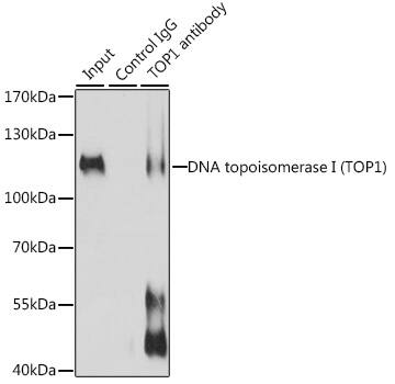 Topoisomerase I Antibody