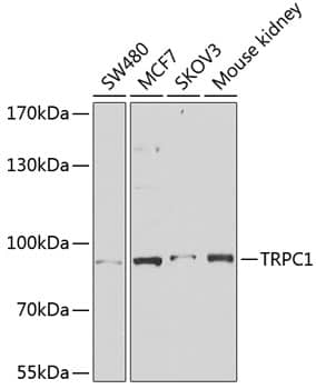 TRPC1 Antibody