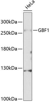 GBF1 Antibody