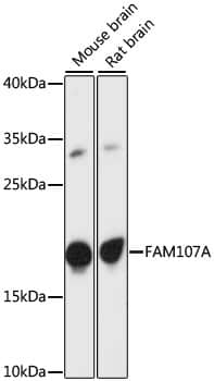 FAM107A Antibody