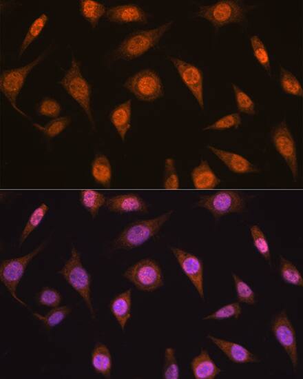 MAD2L2 Antibody