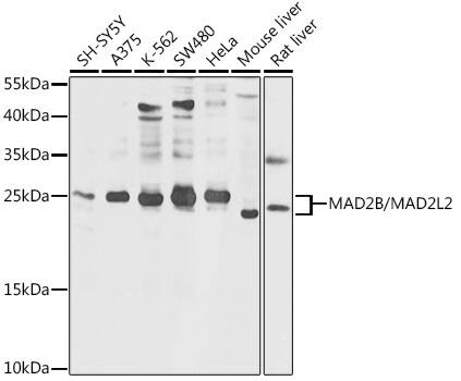 MAD2L2 Antibody