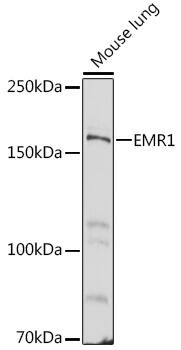 EMR1 Antibody