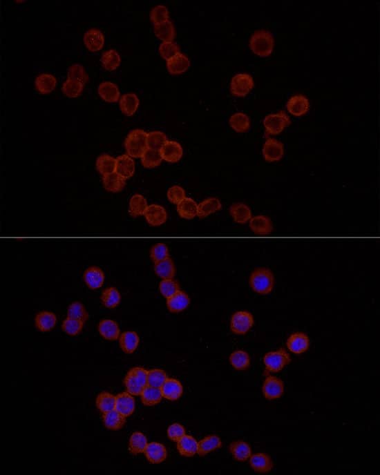 EMR1 Antibody