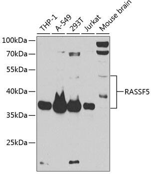 NORE1 Antibody