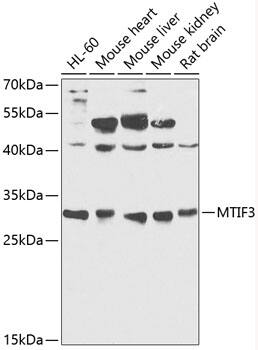 Mitocondrial Translational Initiation Factor 3 Antibody