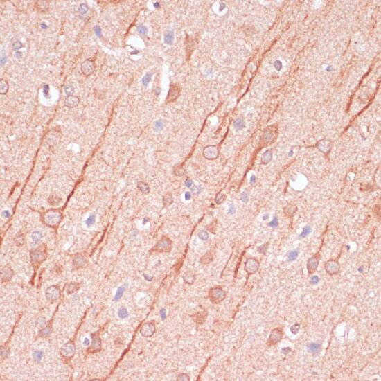 SAP102 Antibody