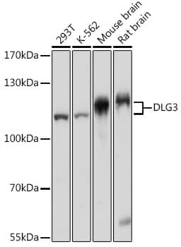 SAP102 Antibody