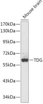 TDG Antibody