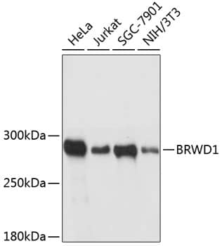 WDR9 Antibody