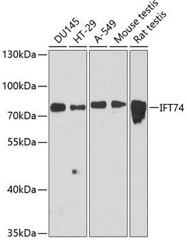 IFT74 Antibody