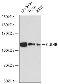 CUL4B Antibody