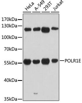 PRAF1 Antibody