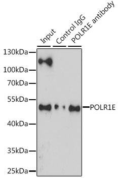 PRAF1 Antibody