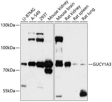 Guanylyl Cyclase alpha 1 Antibody