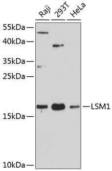 LSM1 Antibody