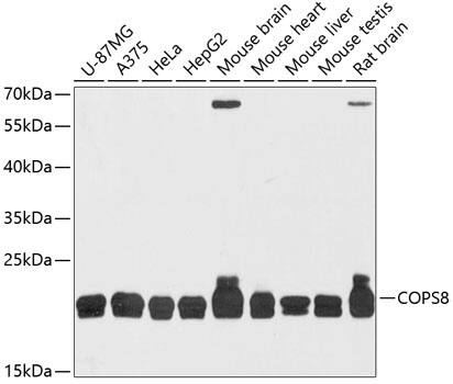 COPS8 Antibody