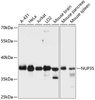 Nup53 Antibody