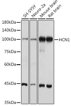 HCN1 Antibody