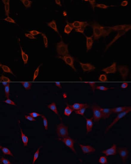 PDIA2 Antibody